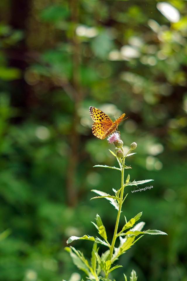 Winnipeg Style beautiful butterfly in St. Vital Park, Canada
